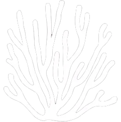 Coral Icon